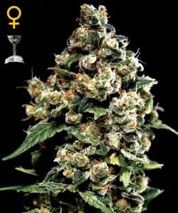 Jack Herer Feminised Cannabis Seeds | Black Skull Seeds