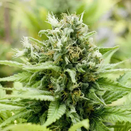 Jack-Matic Auto Feminised Cannabis Seeds | Black Skull Seeds