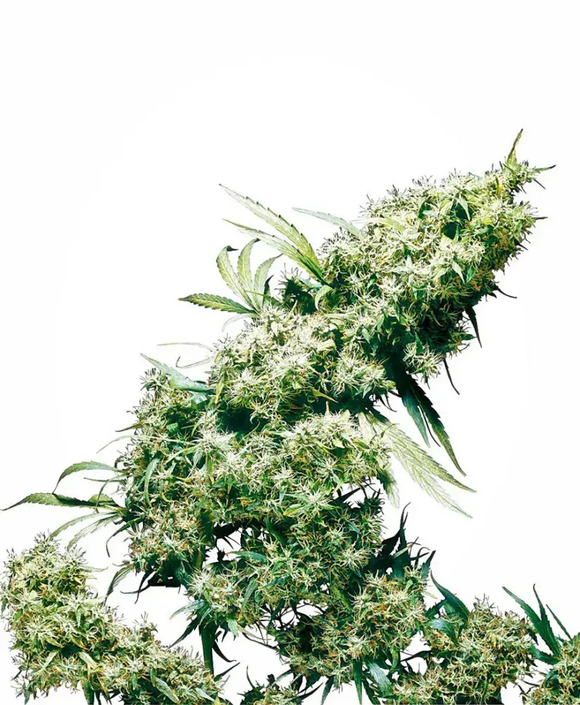 Jamaican Pearl Feminised Cannabis Seeds | Sensi Seeds 