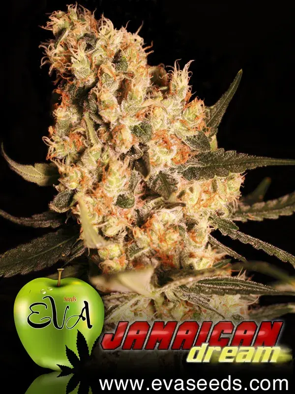 Jamaican Dream Feminised Cannabis Seeds