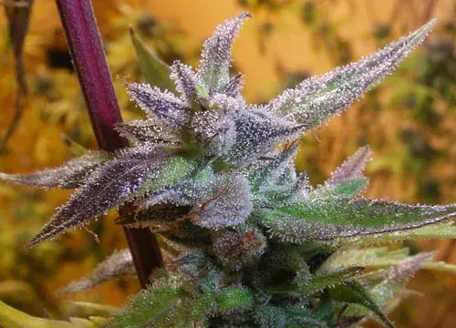Jamaican Grape Feminised Cannabis Seeds | Secret Valley