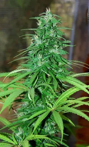 CBG Jarillo Regular Cannabis Seeds