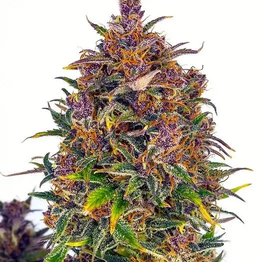 Jealousy Auto Feminised Cannabis Seeds | Cream Of The Crop