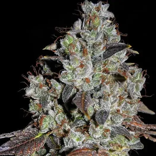 Jealousy Feminised Cannabis Seeds | Cream Of The Crop