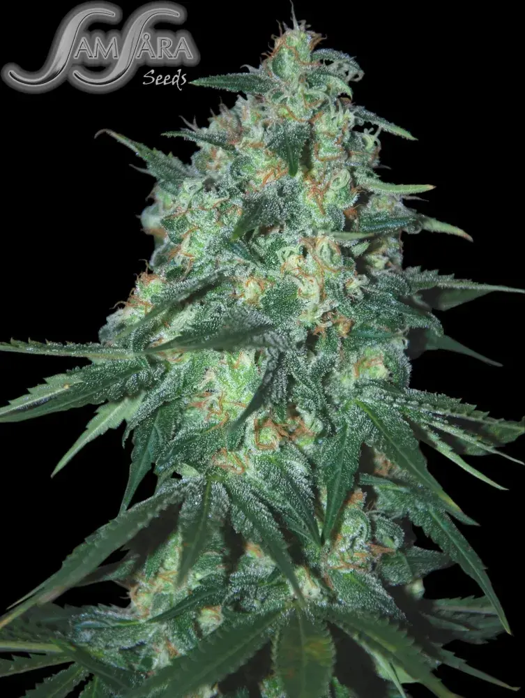 Jekyll Passion Feminised Cannabis Seeds