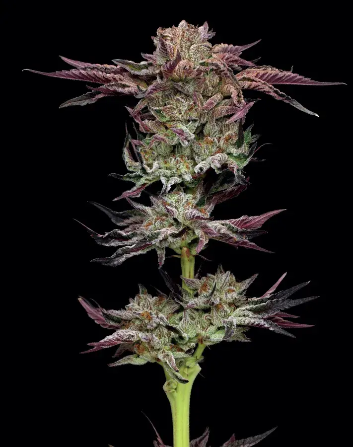 Jelly Donutz Feminised Cannabis Seeds - Humboldt Seed Company