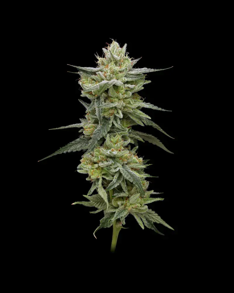 Hella Jelly Feminised Cannabis Seeds - Humboldt Seed Company