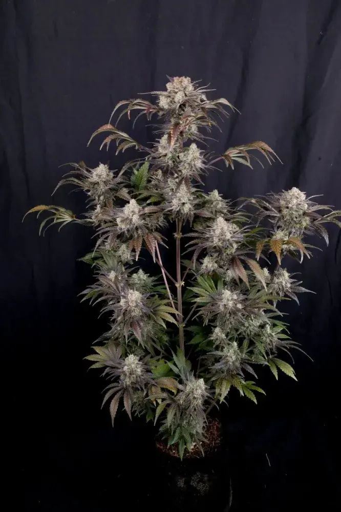 Frost Banger Auto Feminised Cannabis Seeds | Fast Buds.