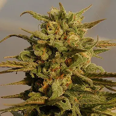 Julie's Cookies Auto Feminised Cannabis Seeds | Big Head Seeds