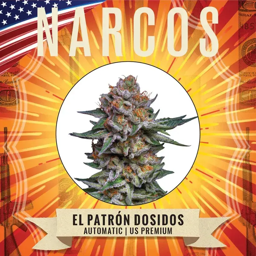  El Patron Dosidos Auto Feminised Cannabis Seeds - NARCOS Seeds.