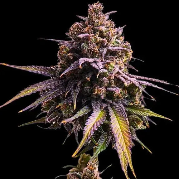 Empire RS11 Auto Cannabis Seeds – Empire Seeds Bank.