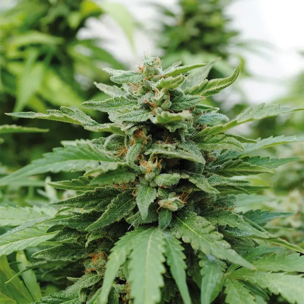 Karribean Mango Feminised Cannabis Seeds | Kannabia