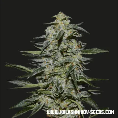 Katyusha Feminised Cannabis Seeds | Kalashnikov Seeds