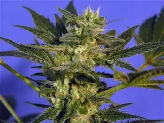 KC45 Feminised Cannabis Seeds | KC Brains Seeds
