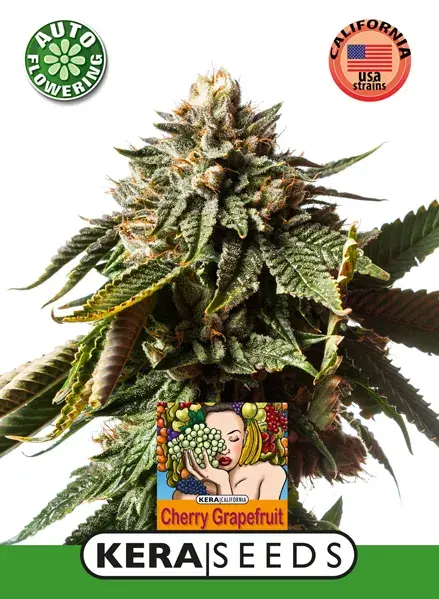 Cherry Grapefruit Auto Feminised Cannabis Seeds | Kera Seeds