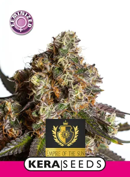 The Empire Of The Sun Feminised Cannabis Seeds | Kera Seeds
