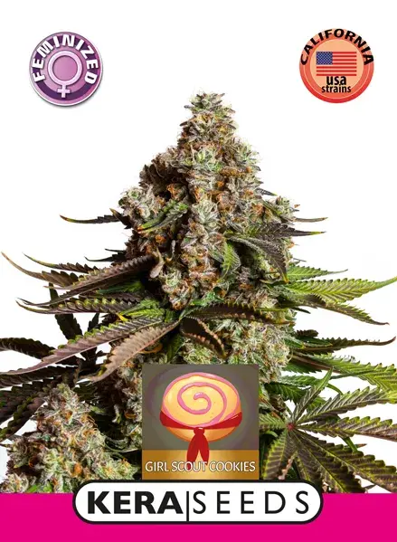 Girl Scout Cookies Feminised Cannabis Seeds | Kera Seeds