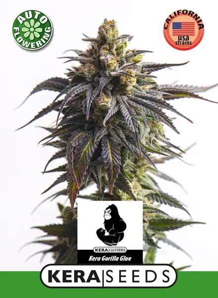 GG #1 Auto Feminised Cannabis Seeds | Kera Seeds.
