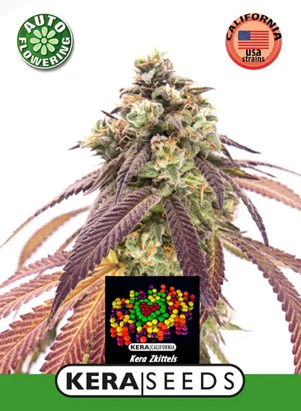 Zkittlez Auto Feminised Cannabis Seeds | Kera Seeds