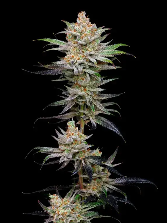 Lime Spritzer Auto Feminised Cannabis Seeds - Mavericks Seeds.