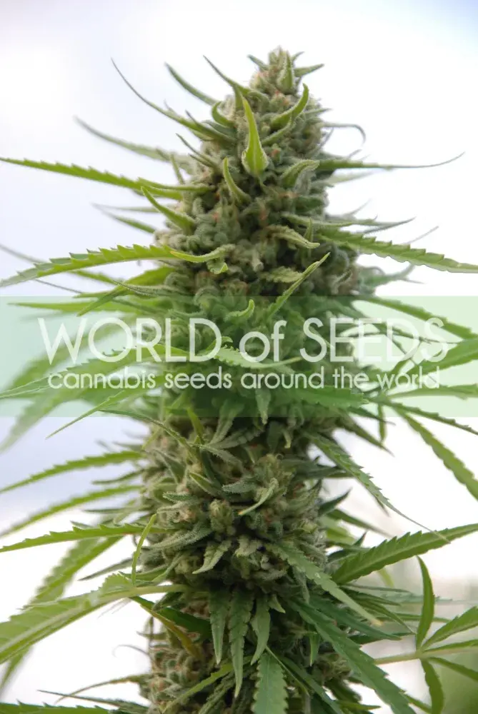 Kilimanjaro Feminised Cannabis Seeds | World of Seeds