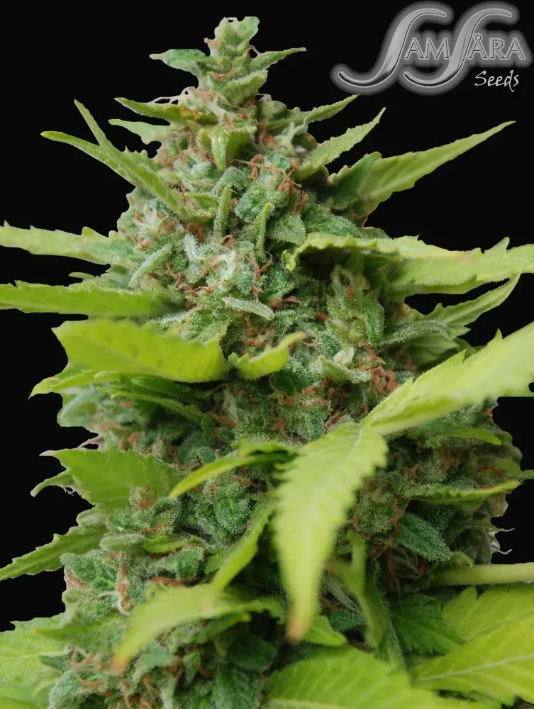 Kiss Dragon Feminised Cannabis Seeds