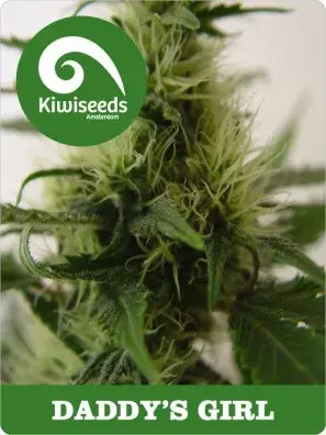 Daddy's Girl Feminised Cannabis Seeds
