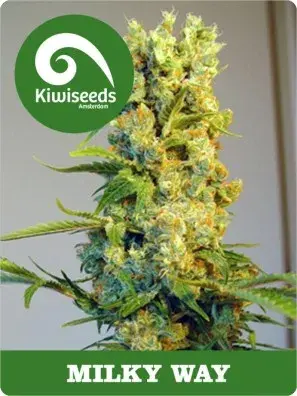 Milky Way Feminised Cannabis Seeds
