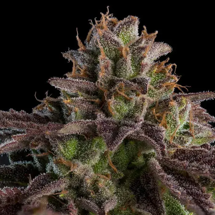 Auto K-Mintz Feminised Cannabis Seeds | Ripper Seeds