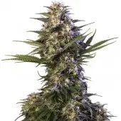 Kraken Feminised Cannabis Seeds | Buddha Seeds