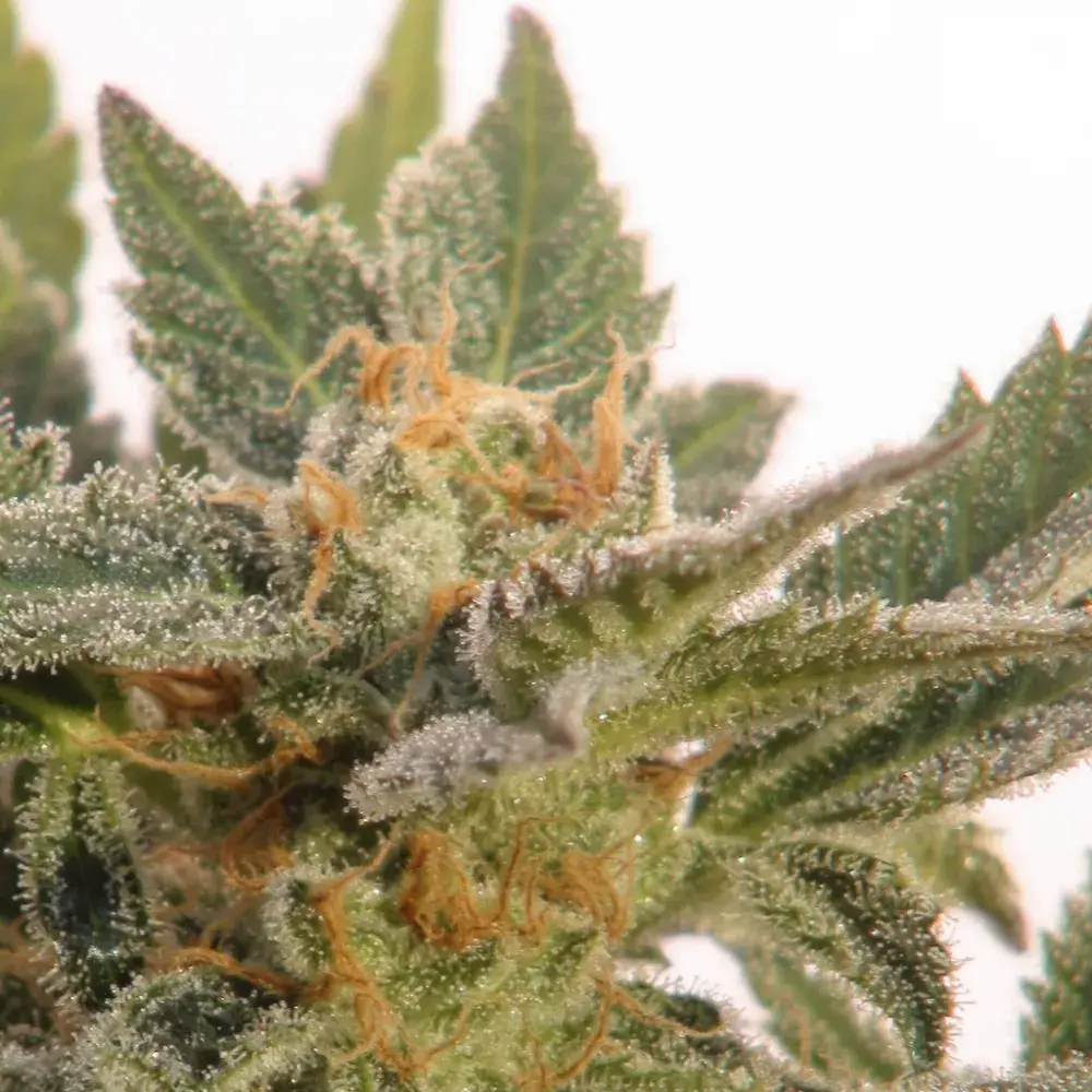 Kritic Auto Feminised Cannabis Seeds