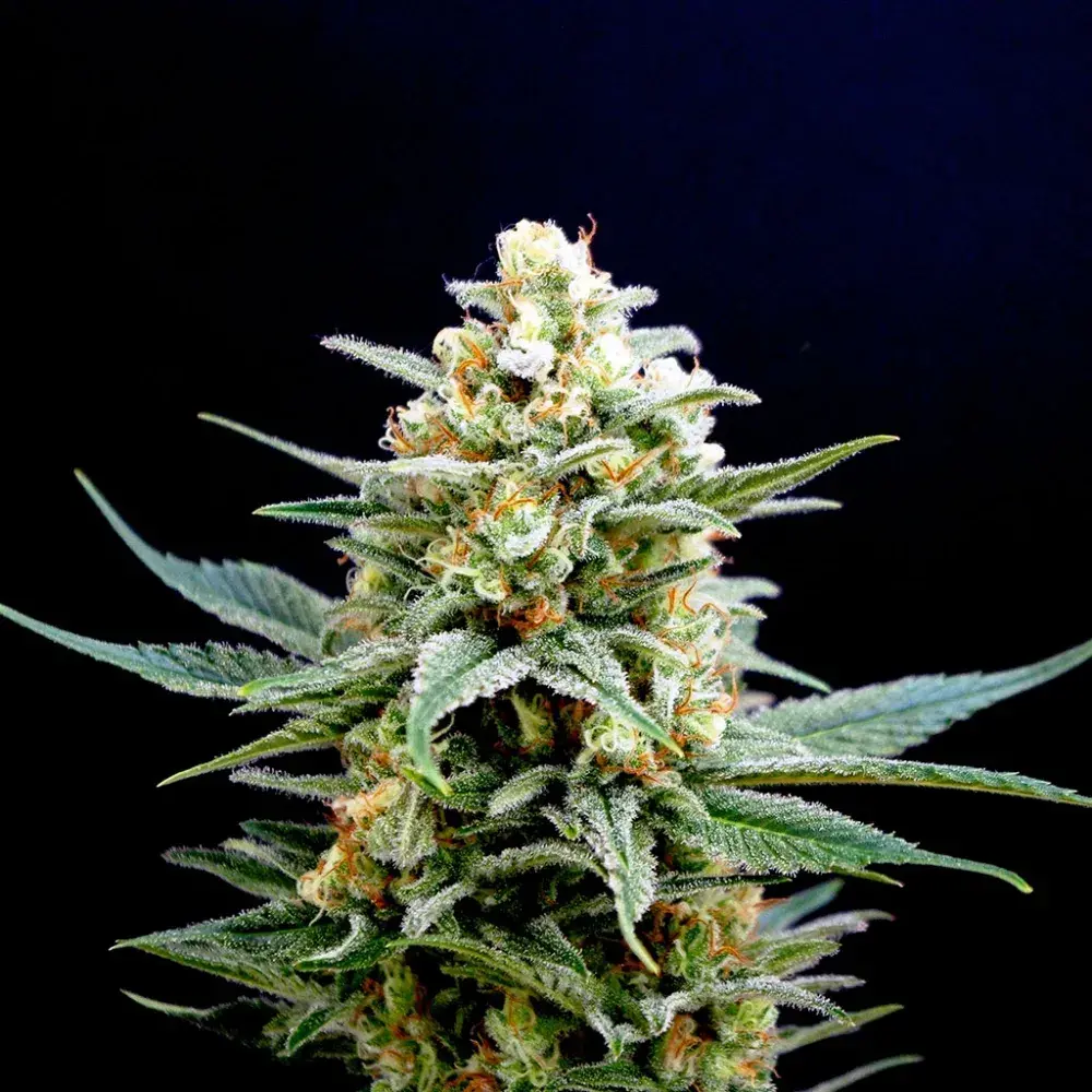 Kritikal K Feminised Cannabis Seeds