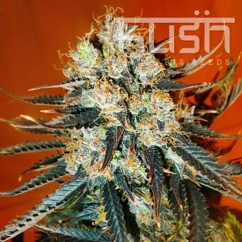 Auto Kush Feminised Cannabis Seeds | Kush Seeds