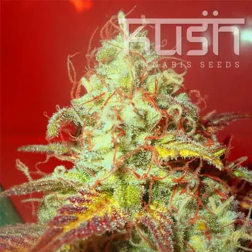 Critical Kush Regular Cannabis Seeds | Kush Seeds