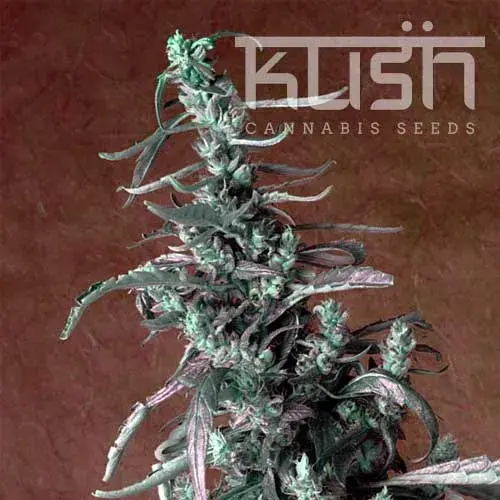 Haze Kush Feminised Cannabis Seeds | Kush Seeds