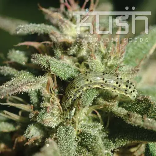 White Kush Feminised Cannabis Seeds | Kush Seeds