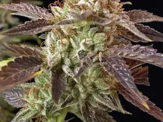 BC Kush Feminised Cannabis Seeds | BC Bud Depot