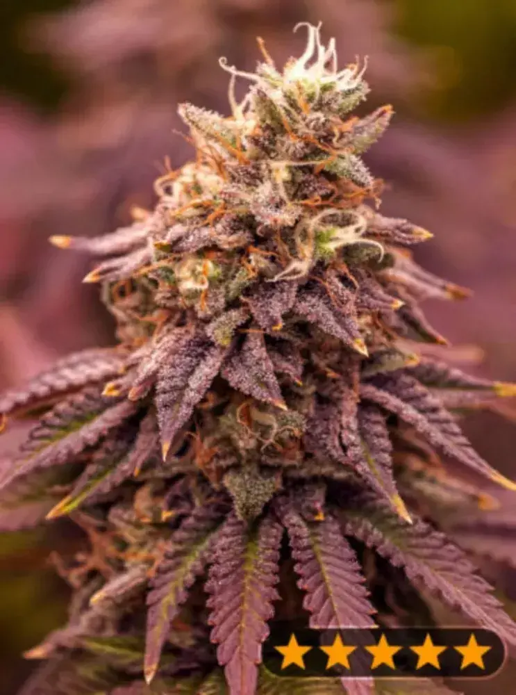 5star Berry Moonrocks XL Feminised Cannabis Seeds - Power Strains.