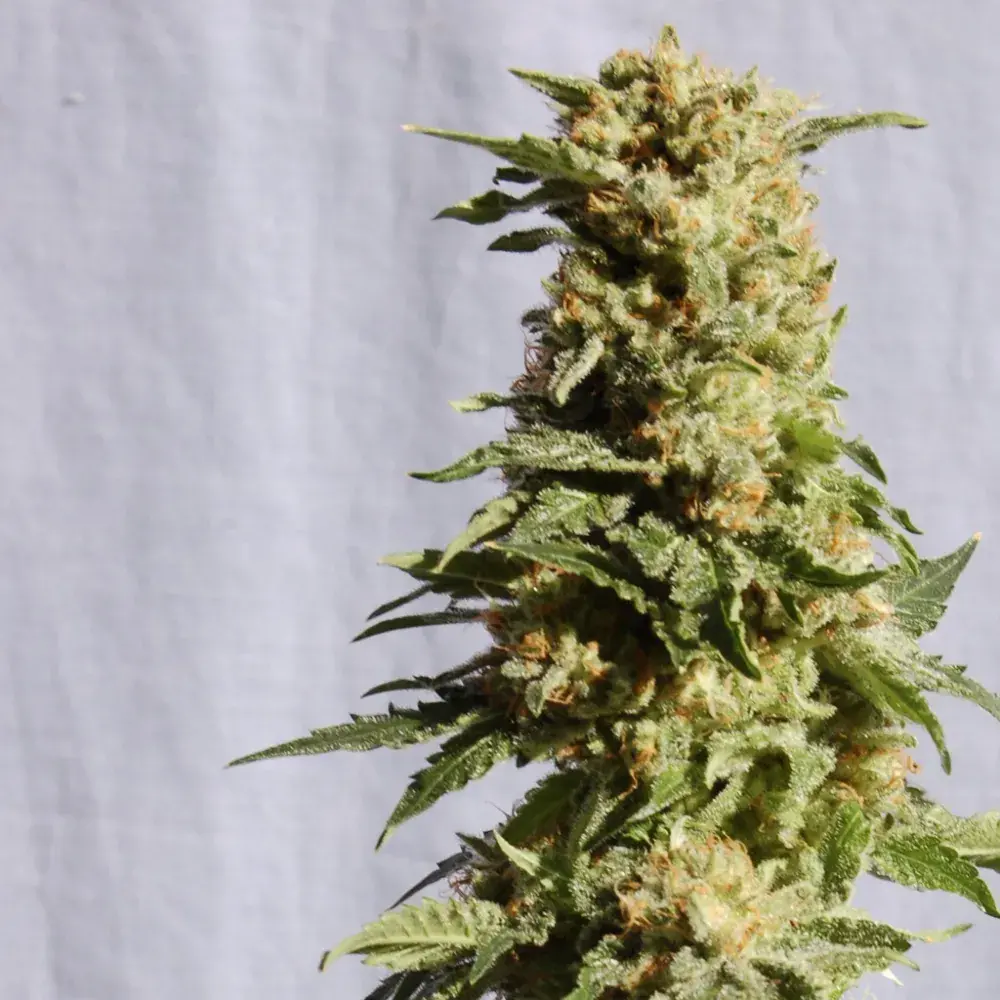 a Blanca Feminised Cannabis Seeds