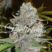 La Diva Auto Feminised Cannabis Seeds | Delicious Seeds
