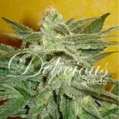 La Frutta Di Venus Auto Feminised Cannabis Seeds | Delicious Seeds