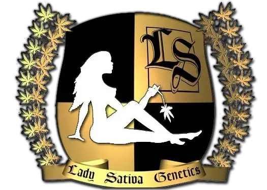 Super Orange Glue Regular Cannabis Seeds | Lady Sativa Genetics