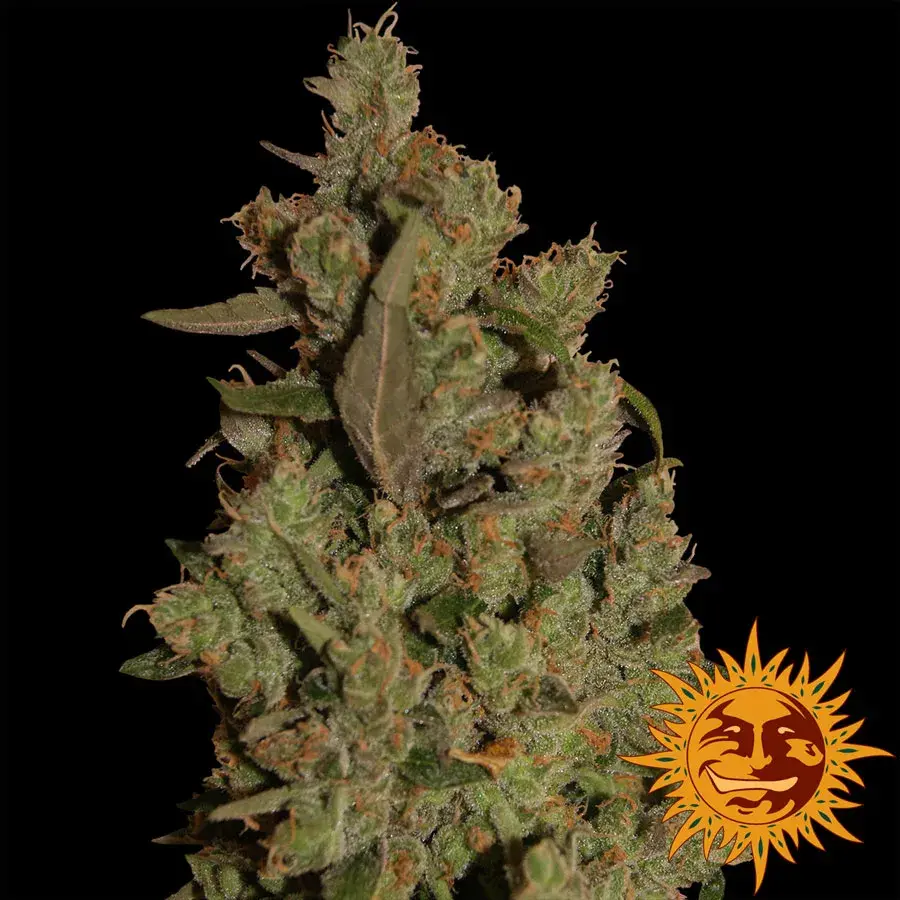CBD Critical Cure Feminised Cannabis Seeds | Barney's Farm 
