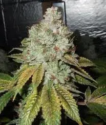 Larry OG Kush Feminised Seeds | Cali Connection