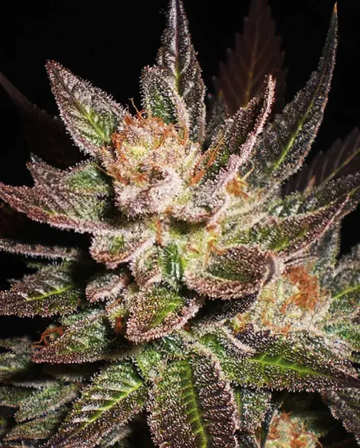 Lavender Feminised Cannabis Seeds | Expert Seeds