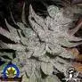 Lebanese x Skunk # 1 Regular Cannabis Seeds | Next Generation Seeds