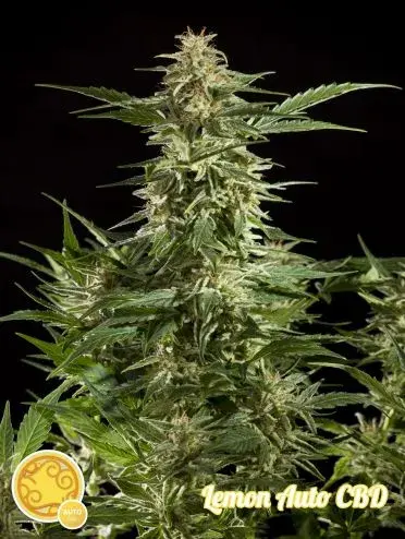 Lemon Auto CBD Feminised Cannabis Seeds | Philosopher Seeds