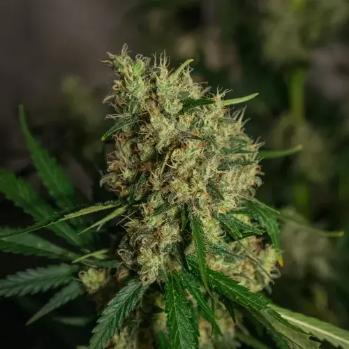 Lemon Bud Feminised Cannabis Seeds | GreenLabel Seeds