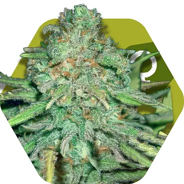 Lemon Kush Feminised Cannabis Seeds | Zambeza Seeds