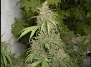 Lemon Nigerian Regular Cannabis Seeds | Apothecary Genetics Seeds